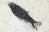 Fossil Fish (Knightia) Plate - Green River Formation #179263-2